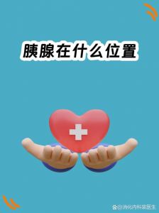 胰腺在哪个部位图解_消化腺，分内外分泌功能