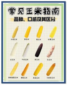 老玉米和嫩玉米的区别_嫩玉米爽口，老玉米醇香，看喜好选！