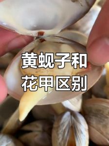 蛤蜊和花甲的区别_蛤蜊花甲怎么分？口感营养都不同
