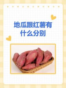 红薯与甘薯区别_红薯与甘薯有何不同？