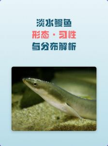 毛鱼和鳗鱼的区别_营养价值与食用文化