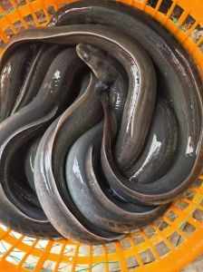 白鳝和鳗鱼的区别图片_白鳝和鳗鱼有啥区别？