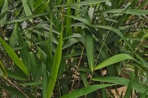 广东的粽子放的叶子是啥竹子叶_簕古叶裹香，地道风味