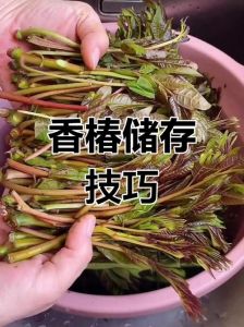 香椿芽保存方法与步骤_冷藏冷冻盐渍干制任你选