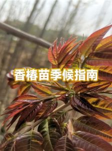 香椿苗种植方法图解_大棚香椿高产种植全攻略