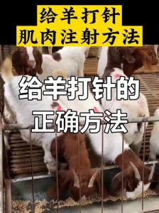 羊打针打什么部位图片_羊疫苗接种注射技巧详解