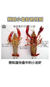 小龙虾属于海鲜类吗_小龙虾不是海鲜，吃前要洗净煮熟防寄生虫