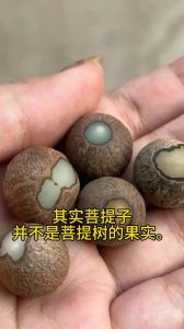 菩提果和菩提子的区别_菩提子菩提果别混淆，一文读懂它们的区别