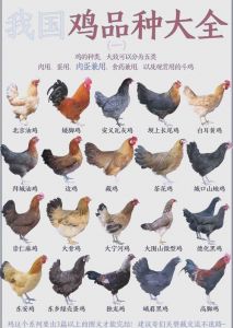 快大型鸡有哪些品种_婆罗门九斤黄与科尼什鸡对比