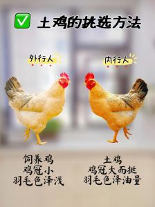麻羽肉鸡和黄羽肉鸡的区别_外观肉质大不同