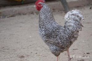 血鸡和肉鸡的区别知乎_肉鸡嫩滑快，血鸡紧实炖汤好
