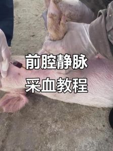 牛羊猪的采血部位_家畜采血部位及方法