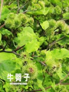 牛蒡是牛身上哪个部位_广东牛杂里的牛蒡其实是牛胰脏