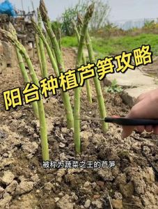 芦笋的生长过程图解_初冬芦笋休眠，春日破土而出，营养丰富