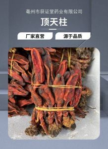 文王一支笔泡酒的正确方法_文王泡酒炮制关键与注意事项
