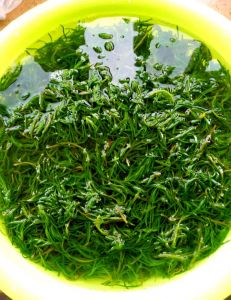 黄须菜包子馅做法大全_黄须菜馅包子，鲜美营养，盐碱地宝菜！