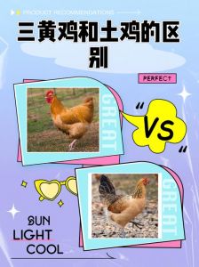 土香鸡和三黄鸡区别_口感饲养大不同