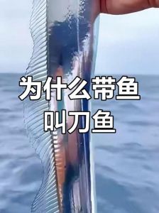 刀鱼属于带鱼吗_刀鱼带鱼是亲戚？生活习性肉质都不同