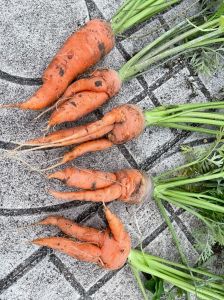 胡萝卜是冬天成熟吗_胡萝卜南北不同时成熟，满足市场鲜食需求