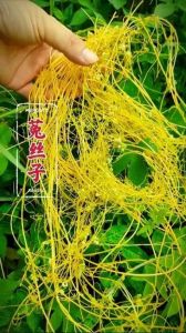 菟丝子配什么增强硬度_菟丝子增强硬度，辨证配伍很关键