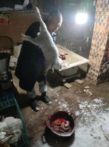 怎样宰杀兔子去毛_快速准确宰杀兔子，科学烫毛去毛技术指导