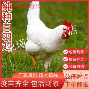 白来航鸡与白羽鸡区别_哪个更适合你？