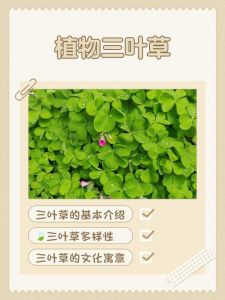 三叶草欧洲蜜桃哪个更好，详细比较两者的口感、用途与营养价值
