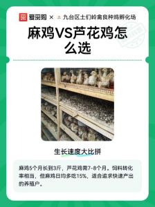 麻鸡和芦花鸡的区别_外貌产蛋肉质养殖大不同