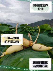 生吃莲藕的正确方法_生吃藕脆嫩多益，凉拌榨汁炖汤好，肠胃敏感者慎食