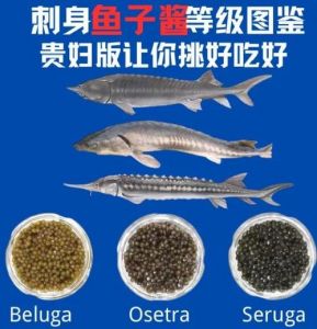 鲟鱼的硬皮怎么处理_鲟鱼去硬皮方法及保护