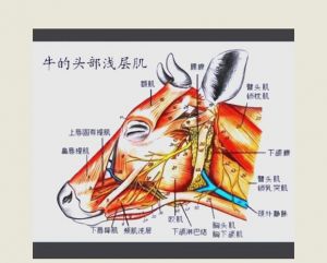 牛的顶骨在哪个部位_大骨眼肉与系统解析