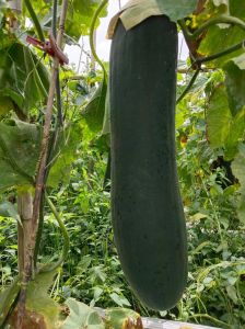冬瓜哪个季节成熟的_冬瓜上市挑选技巧与食用禁忌