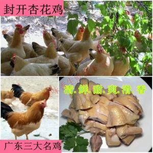 杏花鸡与三黄鸡区别图片_营养口感大不同