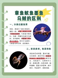 章鱼和乌贼有什么区别_近亲却大不同