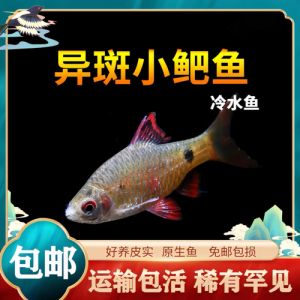 小鲃鱼属于冷水鱼吗_小鲃鱼好养耐寒，易喂观赏佳