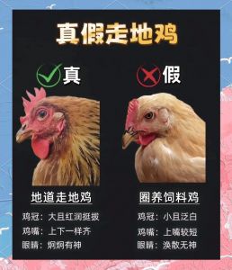 柴鸡和普通鸡的区别_柴鸡土鸡怎么选？炖煮炒炸各显神通