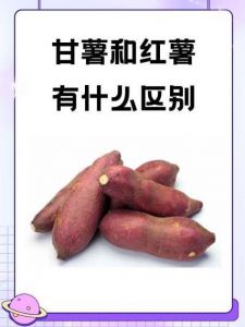 红薯和地瓜有区别吗_红薯和地瓜有啥区别？