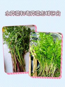 芹菜不焯水有草酸吗_芹菜草酸多？焯水去涩促吸收