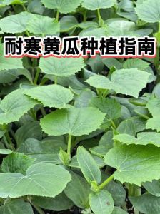 黄瓜苗耐寒多少度_黄瓜苗怕冻，科学防冻害