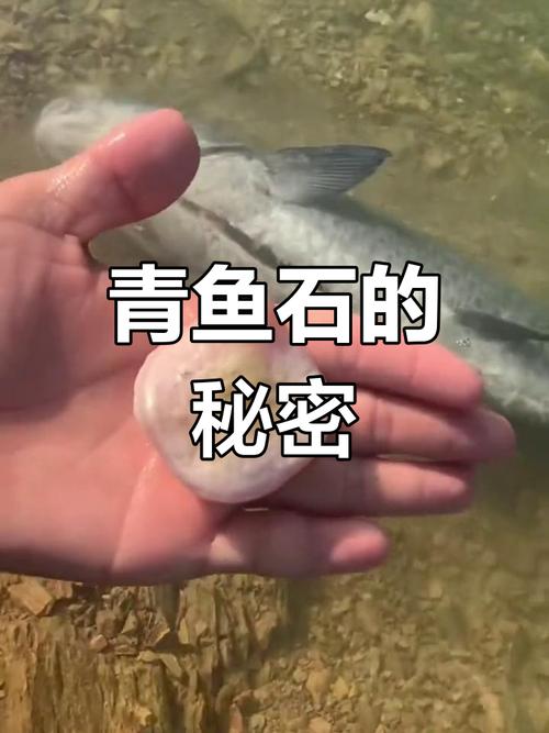 青鱼石在青鱼什么位置图解_青鱼咽喉宝，越老越珍贵