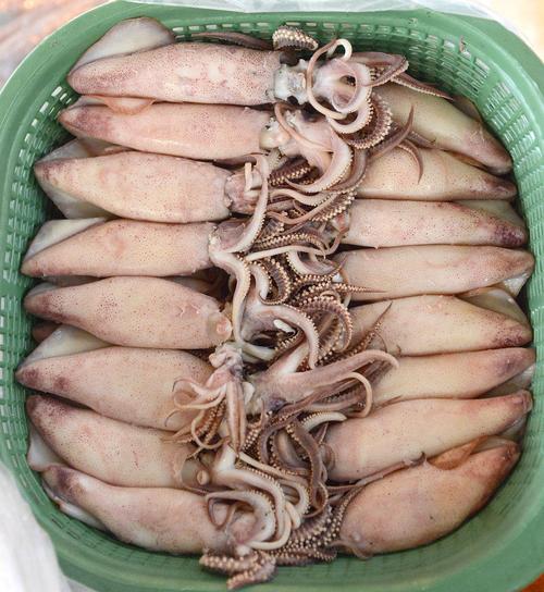 目鱼和鱿鱼图片对比_鱿鱼和目鱼是两种不同的头足类动物