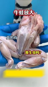 牛蛙熟了寄生虫_牛蛙要彻底煮熟防寄生虫