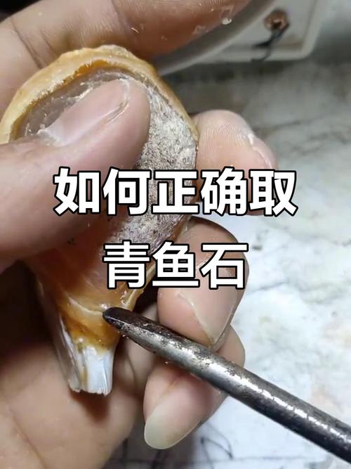 青鱼石在青鱼什么位置图解_青鱼咽喉宝，越老越珍贵