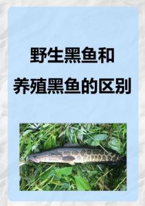 乌鱼是不是就是黑鱼_乌鱼黑鱼哪个好？鲜美营养做法多！
