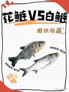 花鲢和白鲢的区别图解_花鲢白鲢有啥区别？