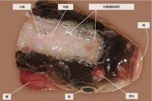 鱼头的各个部位图解_鱼头不同部位营养美味，烹饪有讲究