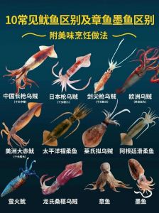 章鱼墨鱼乌贼鱿鱼图片对比_章鱼乌贼鱿鱼怎么分？吃法各不同