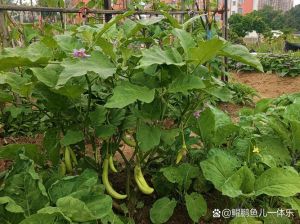 黑茄子和紫茄子有什么区别_黑茄紫茄营养好，烧烤蒸炒样样行