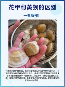 黄蚬子和花甲是不是一种_海鲜爆炒与河鲜汤蒸