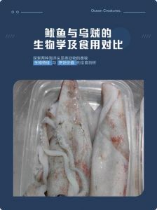 乌贼和鱿鱼的区别_鱿鱼乌贼有啥不一样？
